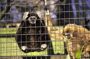 the London Zoo. Or London: the zoo